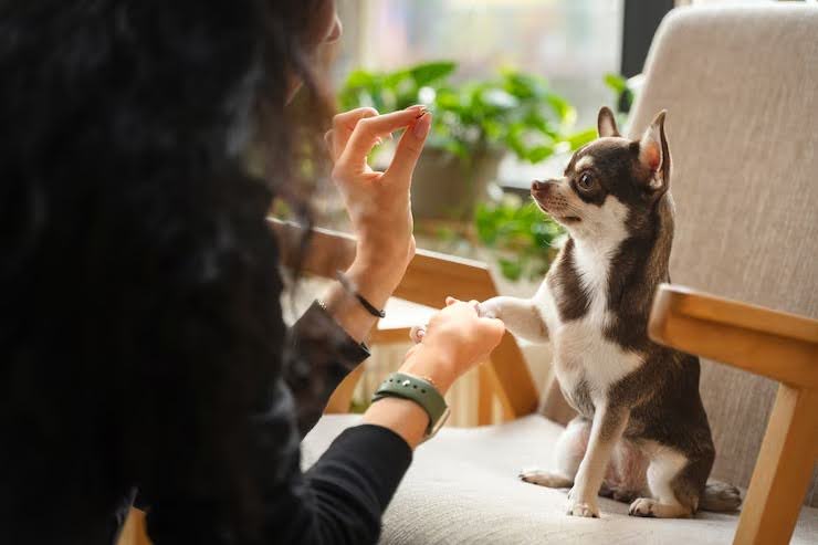 Are Pet Trusts Recognised Under Singapore Law