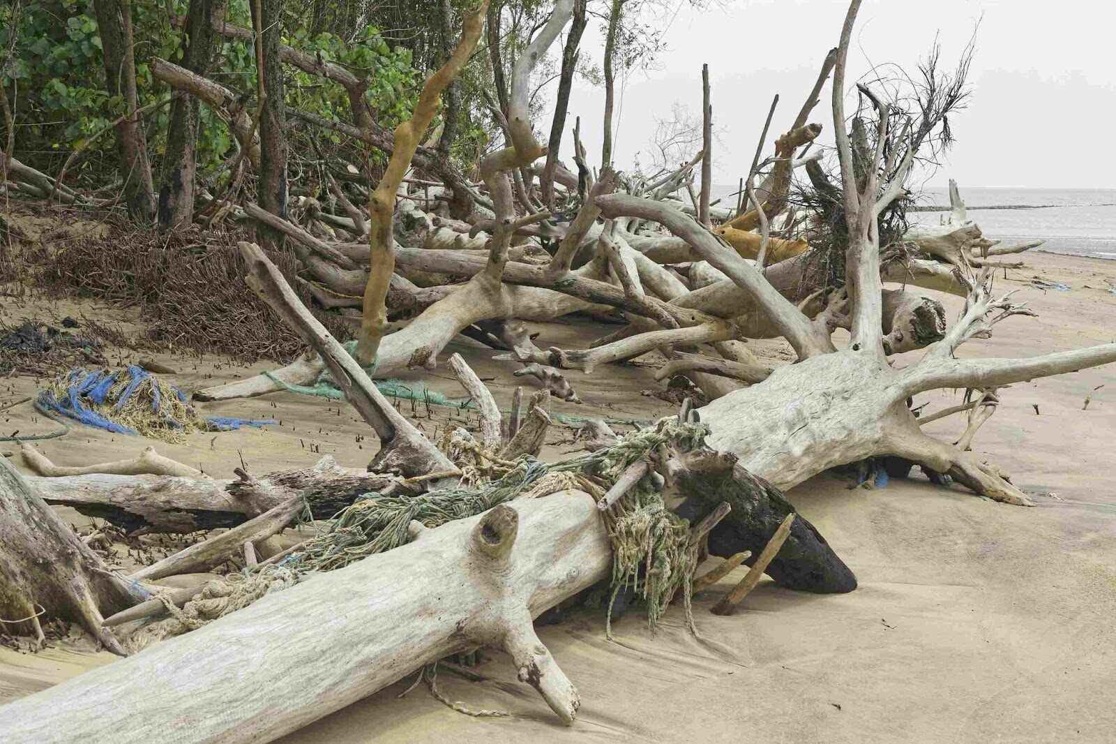 Can I Claim Insurance For Damages Occurred From Falling Trees