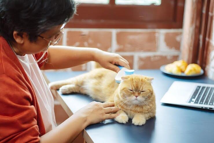 Include It In Your Will Or Create A Stand-Alone Pet Trust