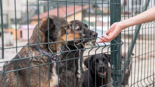 Is It Illegal To Feed Stray Cats And Dogs In Singapore
