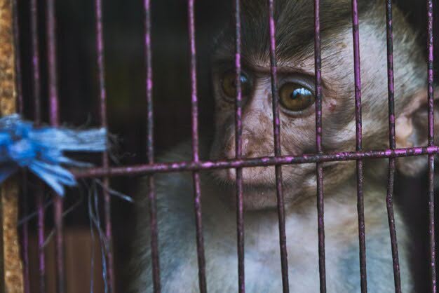 Penalties Under Animal Abuse Law In Singapore