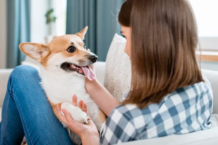 Pet Trusts In Singapore Can You Legally Provide For Your Pet
