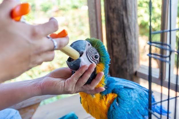 What Pets Are Legal In Singapore